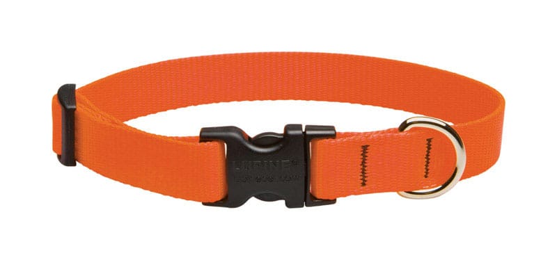Lupinepet 52501 Basic Solids Blaze Orange Blaze Orange Nylon Dog Adjustable Collar